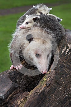 Virginia Opossum Didelphis virginiana Climbs Up Over Side of Log Joeys on Back Summer