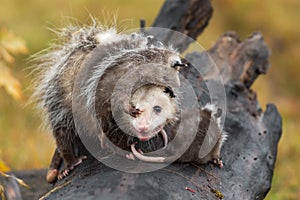 Virginia Opossum Didelphis virginiana Deals With Joeys Foot in Her Eye Autumn