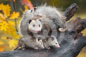 Virginia Opossum Didelphis virginiana and Family On Log Autumn