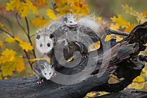 Virginia Opossum Didelphis virginiana Family Stares Out From Log Autumn photo