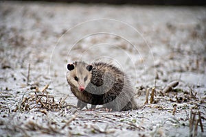 Virginia opossum (Didelphis virginiana) in a field covered with snow