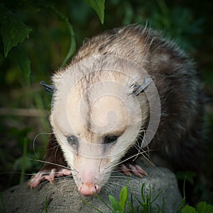 The Virginia opossum, Didelphis virginiana, in the garden