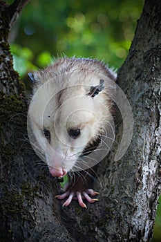 The Virginia opossum, Didelphis virginiana, in the garden