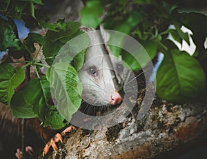 The Virginia opossum, Didelphis virginiana, in the garden