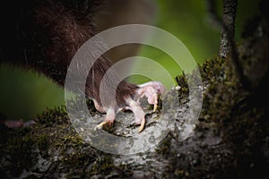 The Virginia opossum, Didelphis virginiana, in the garden