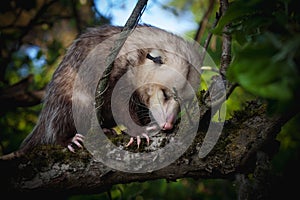 The Virginia opossum, Didelphis virginiana, in the garden