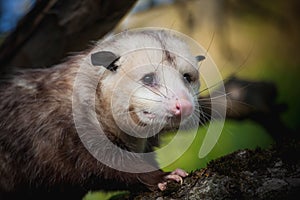 The Virginia opossum, Didelphis virginiana, in the garden