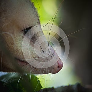 The Virginia opossum, Didelphis virginiana, in the garden