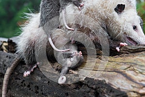 Virginia Opossum Didelphis virginiana Joey on Back Under Mother Summer