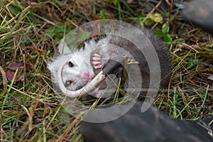 Virginia Opossum Didelphis virginiana Joey Curled Up on Ground Autumn