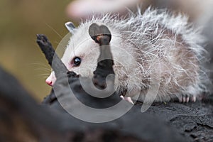 Virginia Opossum Didelphis virginiana Joey Eye Behind Log Autumn