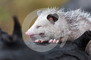 Virginia Opossum Didelphis virginiana Joey Eyes Closed on Log Close Up