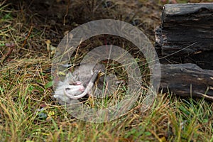 Virginia Opossum Didelphis virginiana Joey Lies Curled Up on Ground Autumn