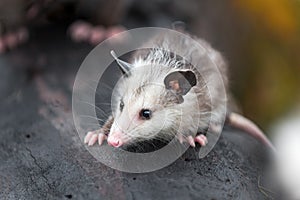 Virginia Opossum Didelphis virginiana Joey On Log With Mother in Background Autumn