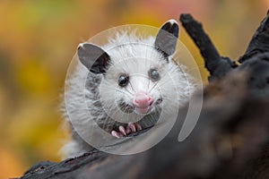Virginia Opossum Didelphis virginiana Joey Peers Over Log Autumn