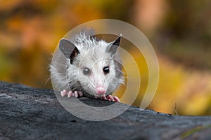 Virginia Opossum Didelphis virginiana Joey Sits Alone on Log Autumn