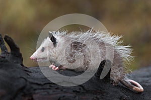 Virginia Opossum Didelphis virginiana Joey Sits Along on Log Autumn