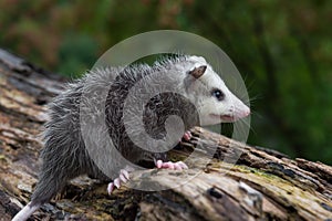 Virginia Opossum Didelphis virginiana Joey Sits on Log Looking Right Summer