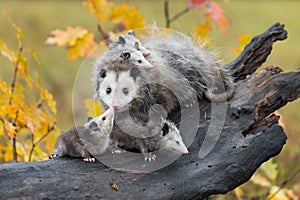 Virginia Opossum Didelphis virginiana Joey Touches Mother on Nose Autumn photo