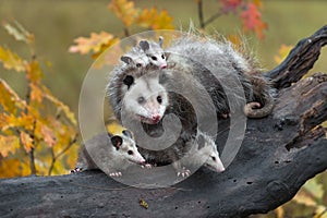 Virginia Opossum Didelphis virginiana Joeys On Back and At Feet on Log Autumn