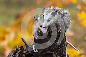 Virginia Opossum Didelphis virginiana Joeys Cling to End of Log Autumn