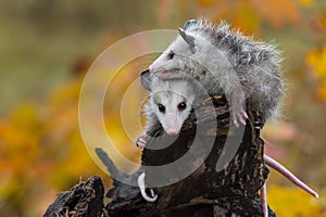 Virginia Opossum Didelphis virginiana Joeys Huddle Together Atop Log Autumn