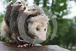 Virginia Opossum Didelphis virginiana With Joeys Looks Out Wearily Summer