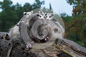 Virginia Opossum Didelphis virginiana Joeys Pile Up on Mothers Back Summer