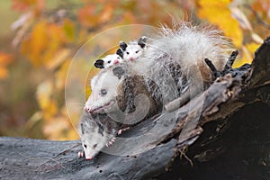 Virginia Opossum Didelphis virginiana Looks Left With Joey Under Chin And Two on Back Autumn