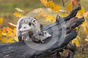 Virginia Opossum Didelphis virginiana Looks Left While Joeys Move Right Autumn