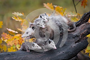 Virginia Opossum Didelphis virginiana Looks Left Mouth Open on Log With Joeys Autumn
