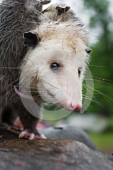 Virginia Opossum Didelphis virginiana Looks Out Close Up Suimmer