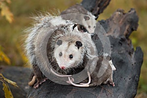 Virginia Opossum Didelphis virginiana Looks Out Surrounded by Joeys Autumn