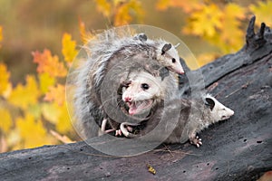 Virginia Opossum Didelphis virginiana Mother Cries Out While Joeys Climb Over Her Autumn