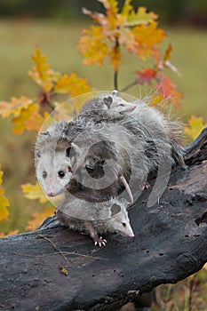 Virginia Opossum Didelphis virginiana Mother Endures Joeys Climbing on Her Autumn