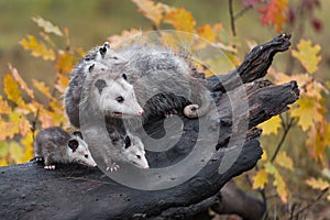 Virginia Opossum Didelphis virginiana Mother With Family Look Right From Atop Log Autumn