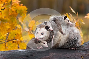 Virginia Opossum Didelphis virginiana Mother Joey Under Chin Others on Back Autumn