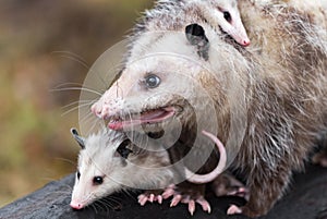 Virginia Opossum Didelphis virginiana Mother With Joeys Close Up Autumn