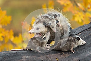 Virginia Opossum Didelphis virginiana Mother With Joeys Mouth Open Turned Left Autumn