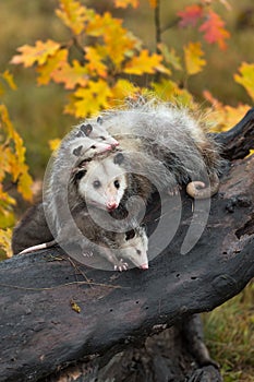 Virginia Opossum Didelphis virginiana Mother and Joeys Piled Up on Log Autumn