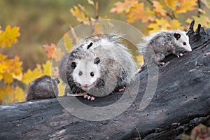 Virginia Opossum Didelphis virginiana Mother Looks Out While Joeys Clamber Around Autumn