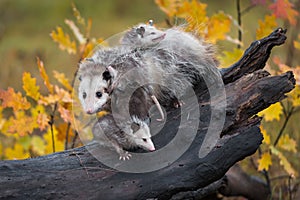 Virginia Opossum Didelphis virginiana Mother Piled Up With Joeys on Log Autumn