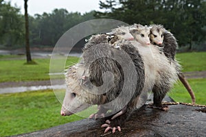 Virginia Opossum Didelphis virginiana Mother Walks Across Log With Joeys in Rain Summer