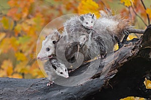 Virginia Opossum Didelphis virginiana Moves Left Across Log Loaded Down With Joeys Autumn