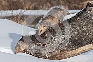 Virginia Opossum Didelphis virginiana Moves to Step Down off Log Winter