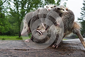 Virginia Opossum Didelphis virginiana Piled High with Joeys Walks Left Across Log in Rain Summer