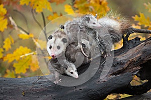 Virginia Opossum Didelphis virginiana Piled with Joeys Looks Out Autumn