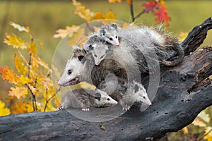 Virginia Opossum Didelphis virginiana Piled with Joeys Moves Left Across Log Autumn