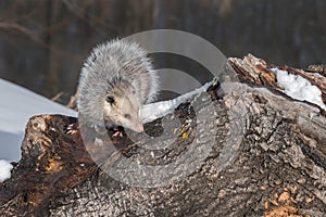 Virginia Opossum Didelphis virginiana Side Eye from Atop Log Winter