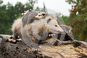 Virginia Opossum Didelphis virginiana Stands on Log With Joeys Piled on Her Back Summer